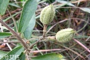 山芝麻多少錢一斤 2018山芝麻價格