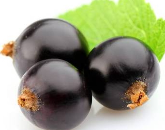 黑提是黑加侖嗎？黑提和黑加侖的區(qū)別