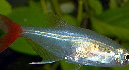 紅尾魚怎么做好吃？紅尾魚的做法大全