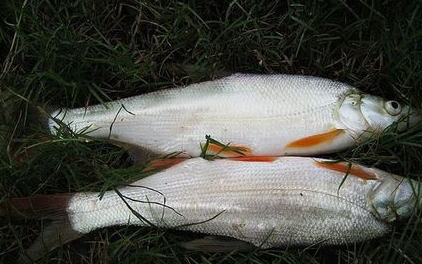 紅尾魚怎么做好吃？紅尾魚的做法大全