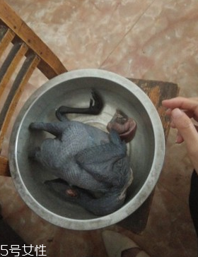 烏骨雞是烏雞嗎？烏骨雞是什么雞？