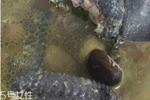 烏雞是發(fā)物嗎？烏雞屬于發(fā)物嗎？