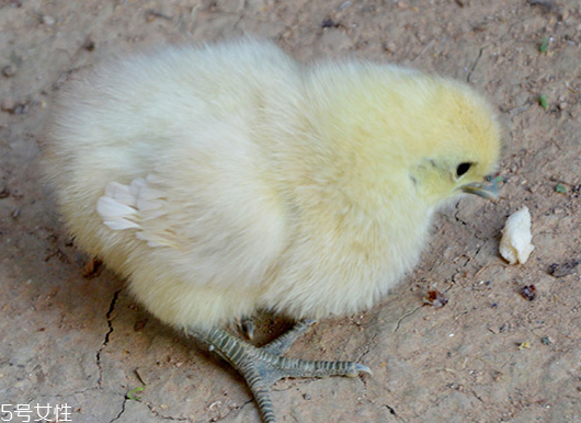 烏雞是發(fā)物嗎？烏雞屬于發(fā)物嗎？