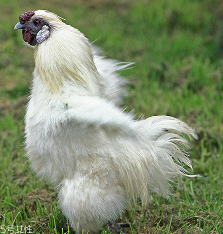 烏雞是發(fā)物嗎？烏雞屬于發(fā)物嗎？