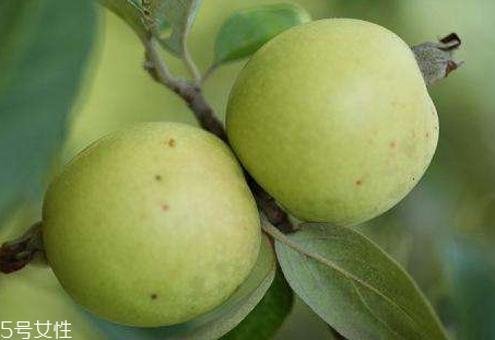 多依果孕婦可以吃嗎 孕婦吃多依果的好處 多依果孕婦可以吃嗎 孕婦吃多依果的好處