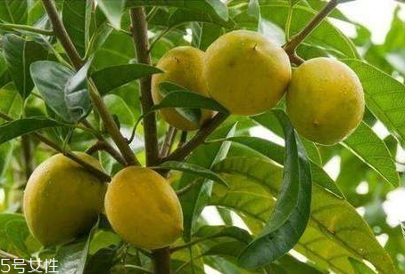 多依果孕婦可以吃嗎 孕婦吃多依果的好處 多依果孕婦可以吃嗎 孕婦吃多依果的好處