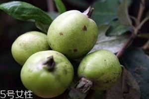 多依果孕婦可以吃嗎 孕婦吃多依果的好處 多依果孕婦可以吃嗎 孕婦吃多依果的好處