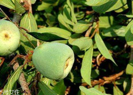 木蓮果和薜荔果的區(qū)別 木蓮果的成熟時(shí)間