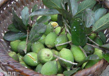 木蓮果和薜荔果的區(qū)別 木蓮果的成熟時(shí)間