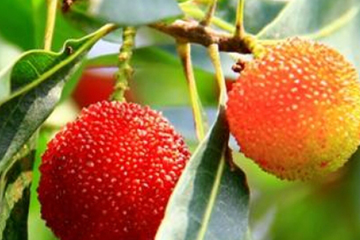 烏酥楊梅什么時(shí)候成熟？烏酥楊梅的產(chǎn)地