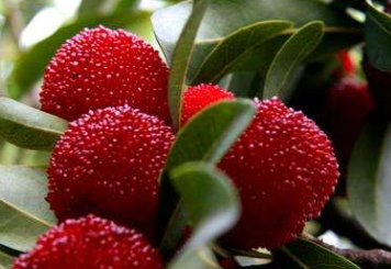 烏酥楊梅什么時(shí)候成熟？烏酥楊梅的產(chǎn)地