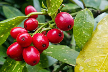 蔓越莓膠囊一天吃幾粒？蔓越莓膠囊一天吃幾次