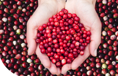 蔓越莓膠囊一天吃幾粒？蔓越莓膠囊一天吃幾次