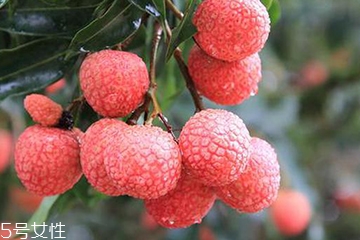 荔枝能和粽子一起吃嗎？荔枝能不能和粽子一起吃