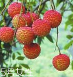 荔枝能和粽子一起吃嗎？荔枝能不能和粽子一起吃