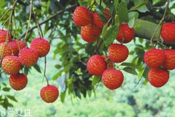 荔枝食用方法 荔枝怎么吃不上火？