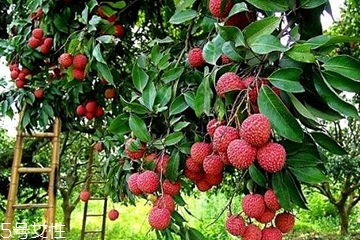 荔枝吃了會胖嗎？減肥的人能吃荔枝嗎？