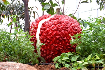 荔枝可以燉湯嗎？荔枝可以做菜嗎？