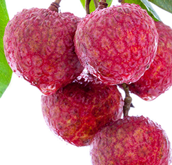 荔枝可以燉湯嗎？荔枝可以做菜嗎？