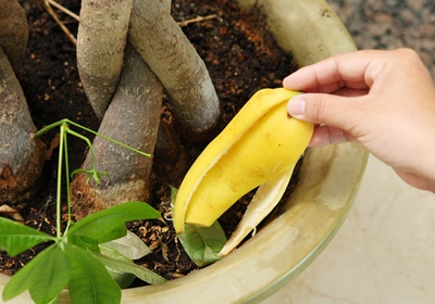 如何存放香蕉不變黑 香蕉買回來(lái)怎么保存 如何存放香蕉不變黑 香蕉買回來(lái)怎么保存