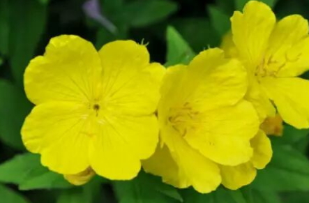 圣潔莓和月見草可以一起吃嗎？