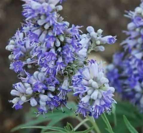 圣潔莓和月見草可以一起吃嗎？