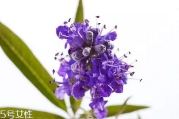 圣潔莓和月見草區(qū)別？圣潔莓和月見草有什么不一樣？