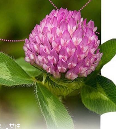 圣潔莓可以長期吃嗎？長期圣潔莓好嗎？