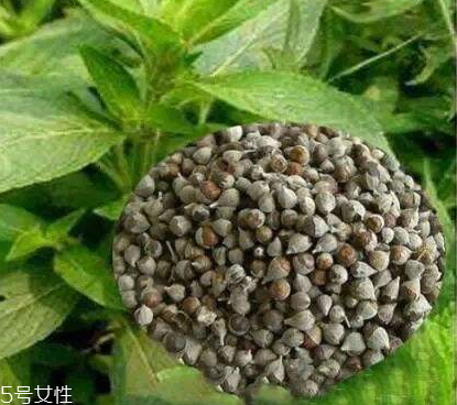 圣潔莓可以長期吃嗎？長期圣潔莓好嗎？