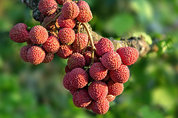 荔枝選購(gòu)技法 荔枝怎么挑？