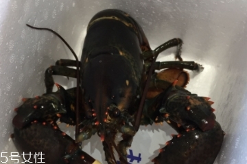 波士頓龍蝦怎么殺？怎么殺波士頓龍蝦？