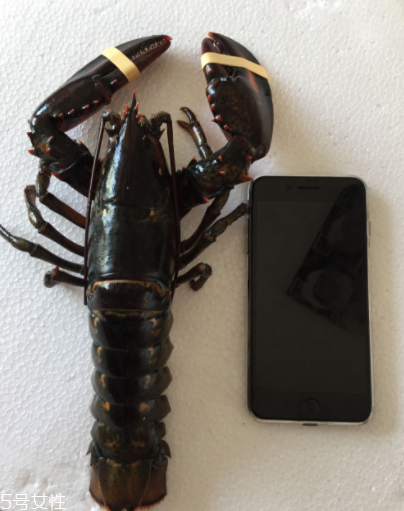 波士頓龍蝦怎么殺？怎么殺波士頓龍蝦？