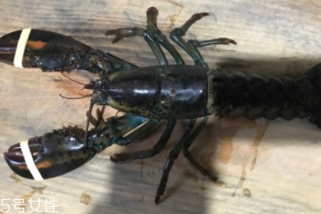 波士頓龍蝦是淡水的嗎？波士頓龍蝦是海里的嗎？