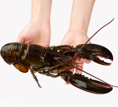 波士頓龍蝦能生吃嗎？波士頓龍蝦適合生吃嗎？
