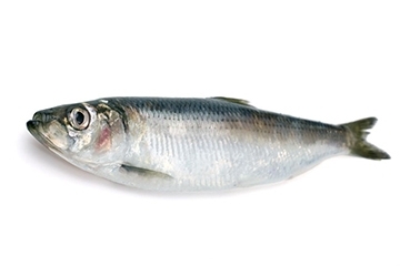 青魚是淡水魚還是海魚？青魚是淡水魚嗎？