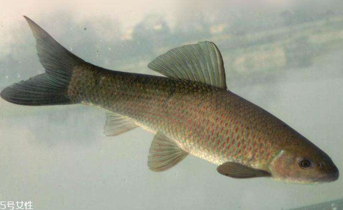 青魚是淡水魚還是海魚？青魚是淡水魚嗎？