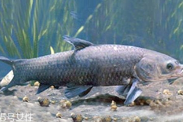 青魚是發(fā)物嗎？吃青魚會過敏嗎？