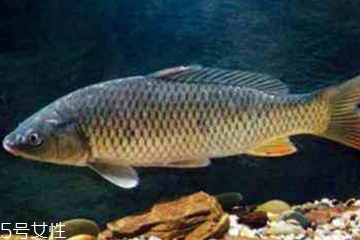 青魚是發(fā)物嗎？吃青魚會(huì)過敏嗎？