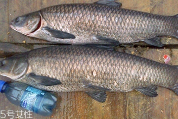 青魚是發(fā)物嗎？吃青魚會(huì)過敏嗎？