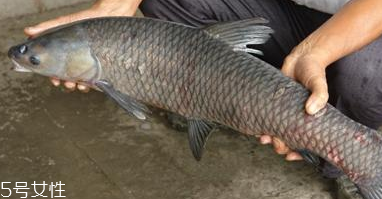 青魚怎么養(yǎng)殖?青魚好養(yǎng)嗎？