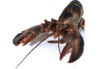 波士頓龍蝦什么季節(jié)最好吃？