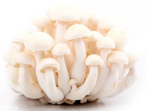 白玉菇和海鮮菇的區(qū)別 白玉菇和海鮮菇是一樣的嗎？