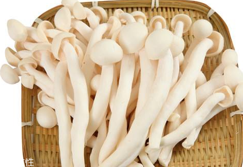 白玉菇的營養(yǎng)價(jià)值 白玉菇有什么營養(yǎng)？