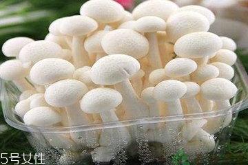 白玉菇為什么是苦的？白玉菇怎么會苦？