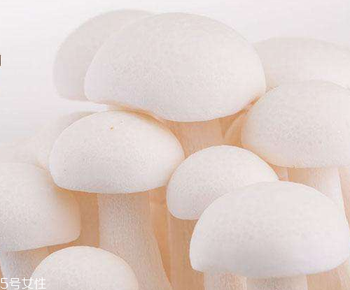 白玉菇的吃法 白玉菇能燉雞嗎？