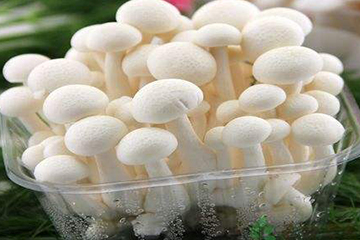 白玉菇為什么是苦的？白玉菇怎么會(huì)苦？