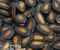 西瓜子的宜忌人群 西瓜子不是適合哪些人吃？