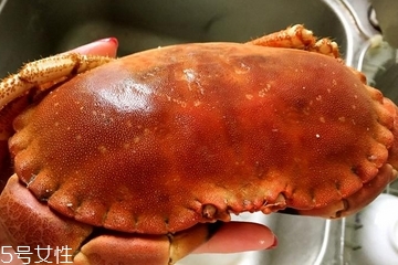 面包蟹是寒性的嗎？面包蟹性寒嗎？