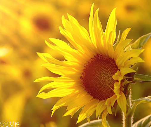 葵瓜子能種向日葵嗎？葵瓜子怎么種出向日葵？