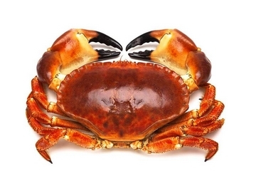 面包蟹能冷凍嗎？面包蟹可以放冰箱嗎？